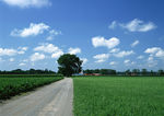 农村风景 农村道路