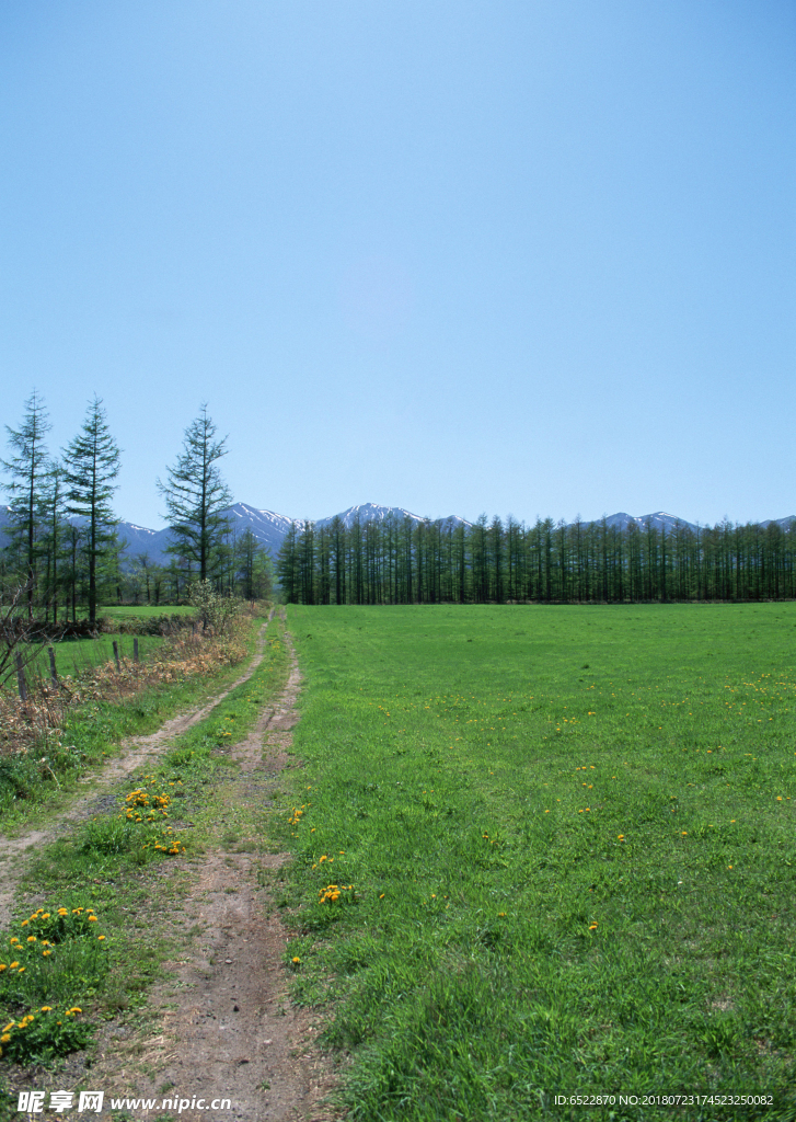 蓝天 草地 树林