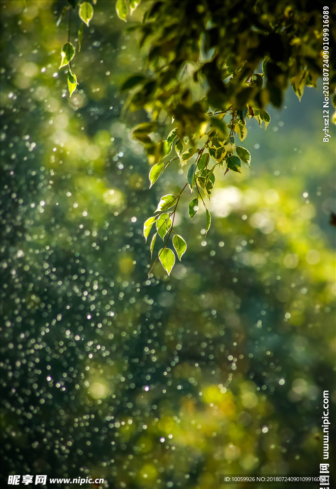 雨后的叶子