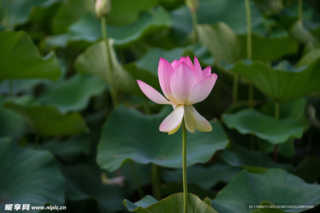 荷花