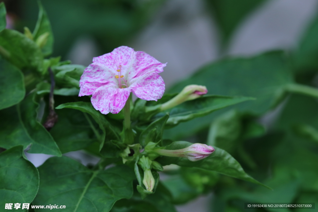 紫茉莉