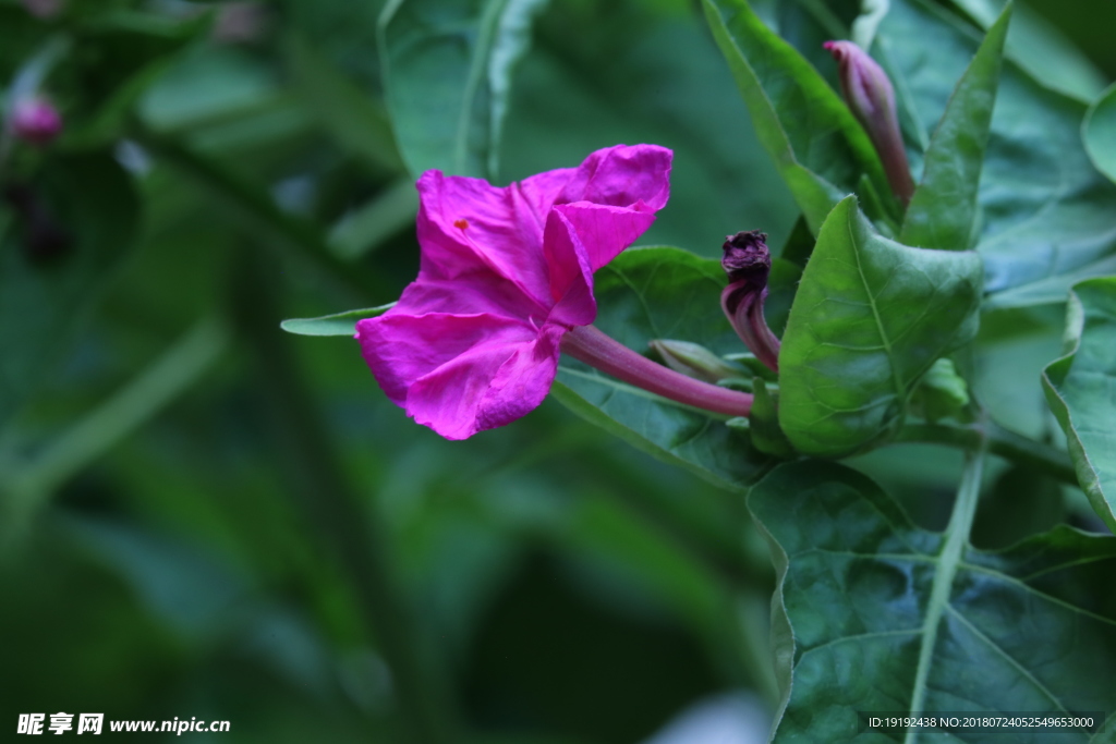 紫茉莉