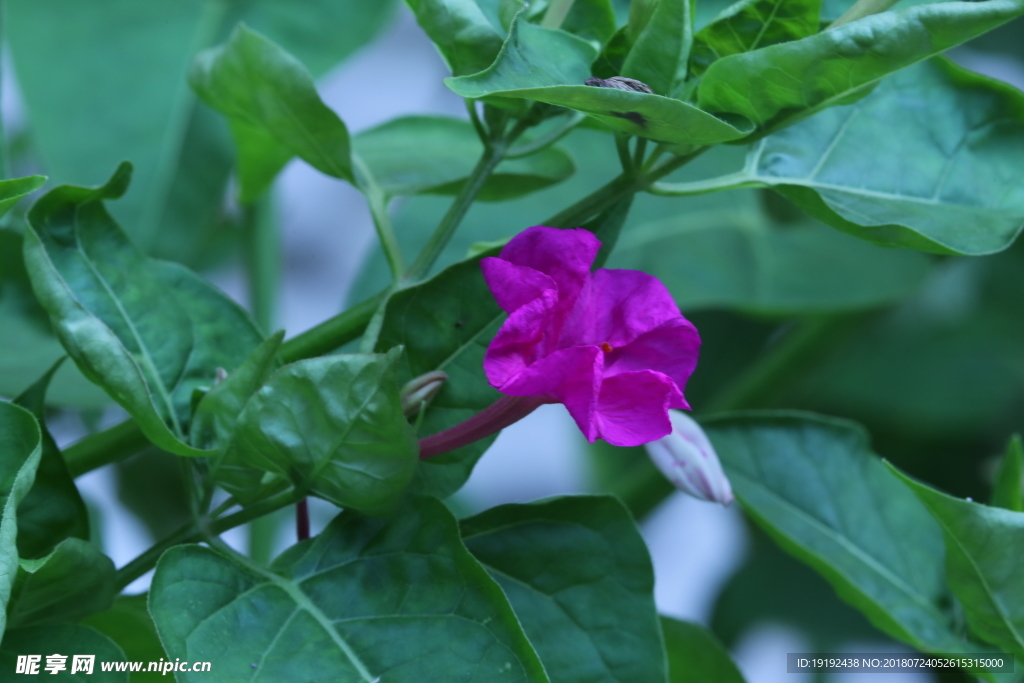 紫茉莉