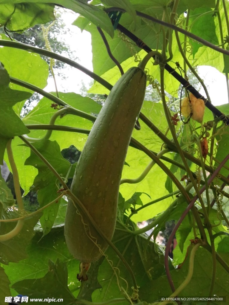 丝瓜