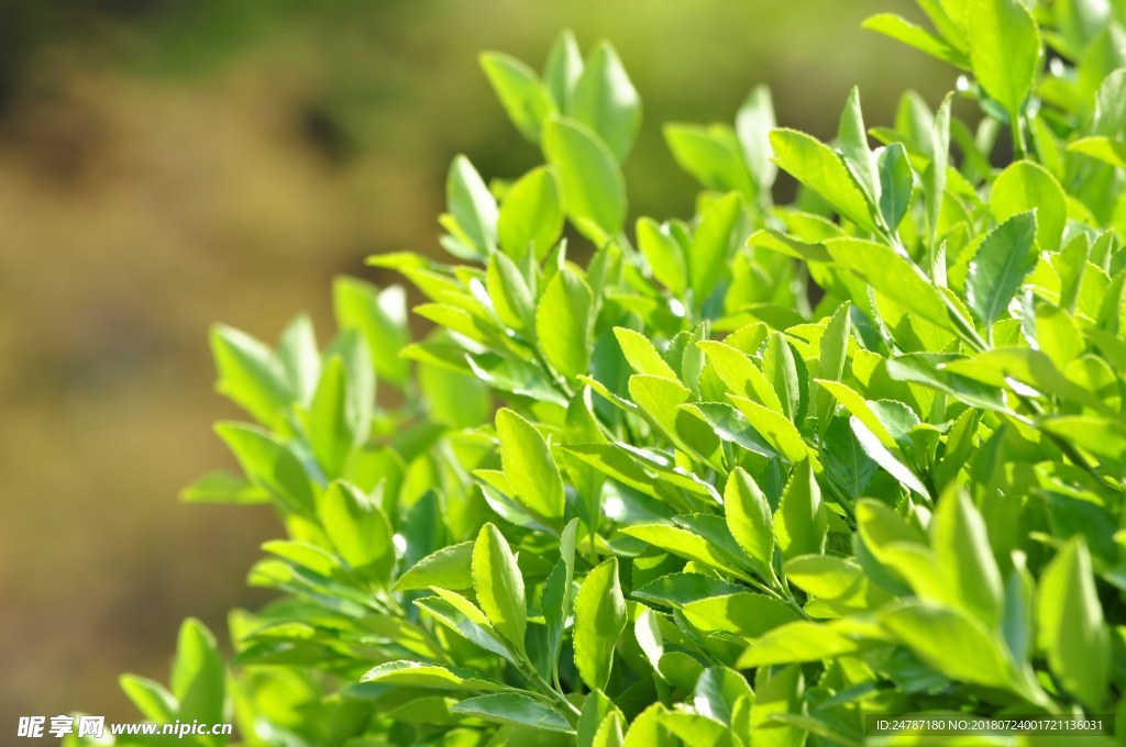 茂密植物