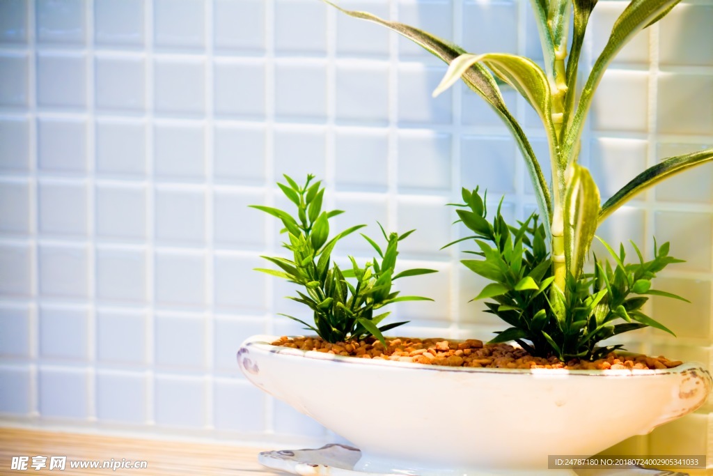 家居植物盆栽