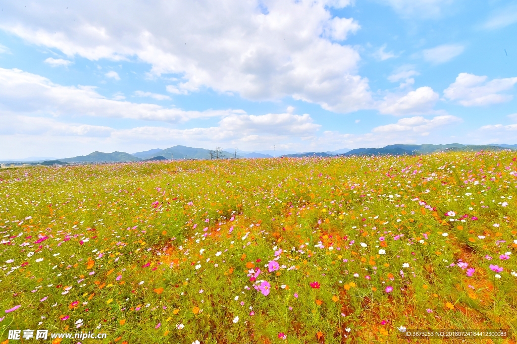 荒野小花