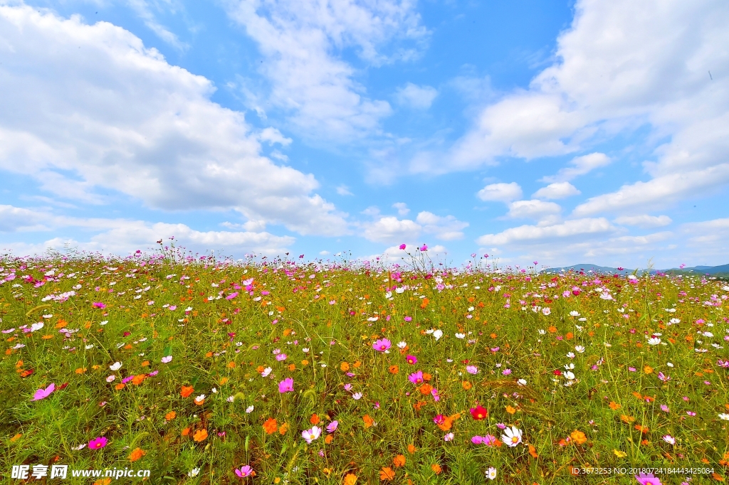 荒野小花