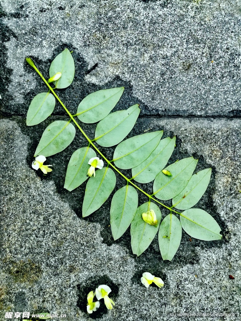 暴风雨后的小清新