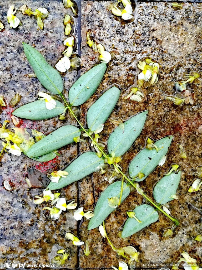 暴风雨后的小清新