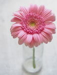 雏菊