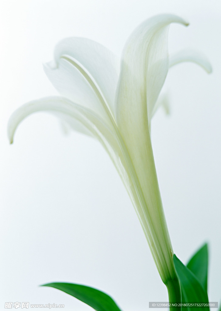 百合花