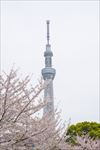 日本晴空塔