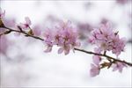 梨花