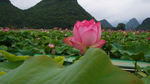 绿叶配红花
