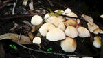 山中的野生菌