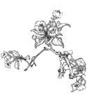 白描手绘花卉