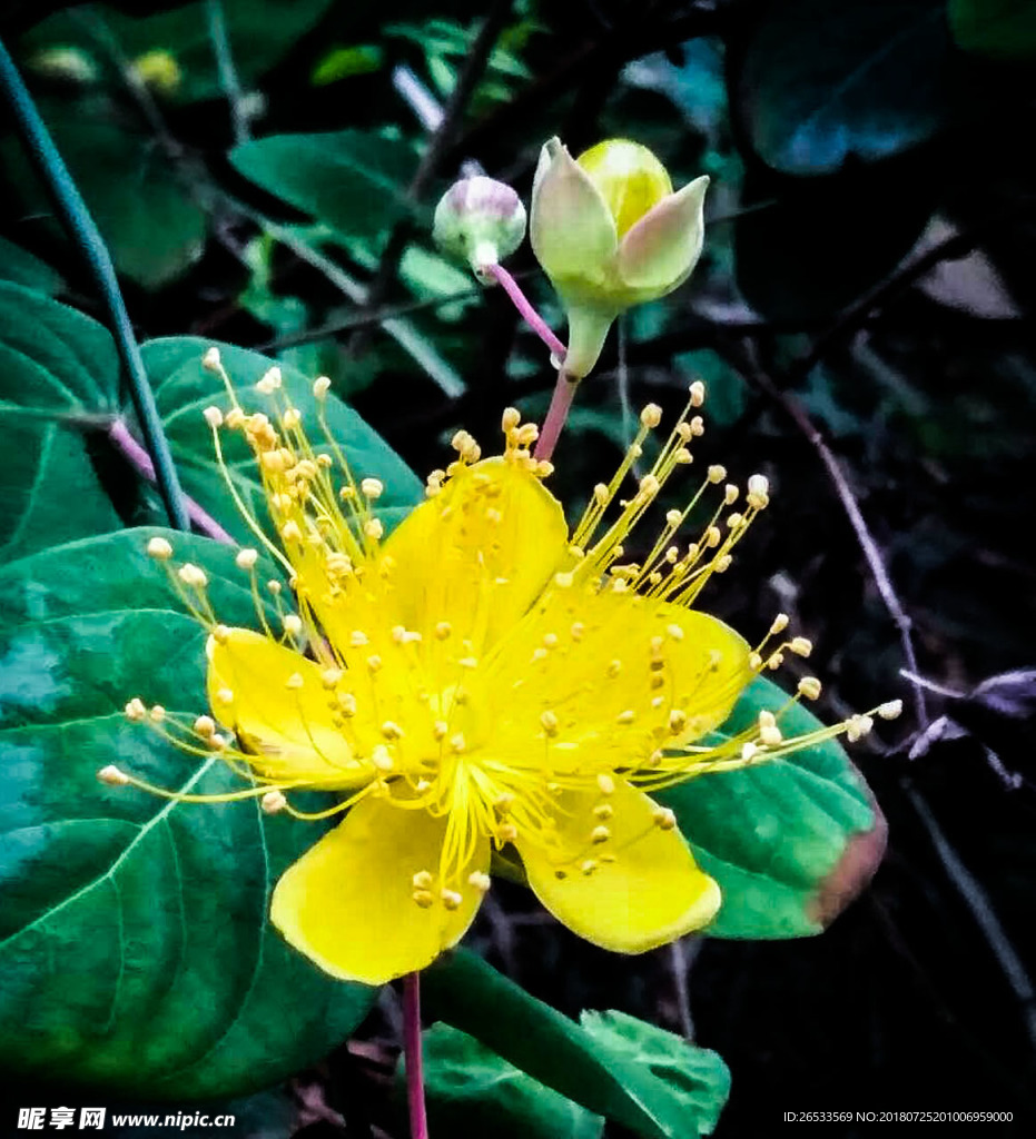 金丝桃 金丝梅 花卉 芒种花