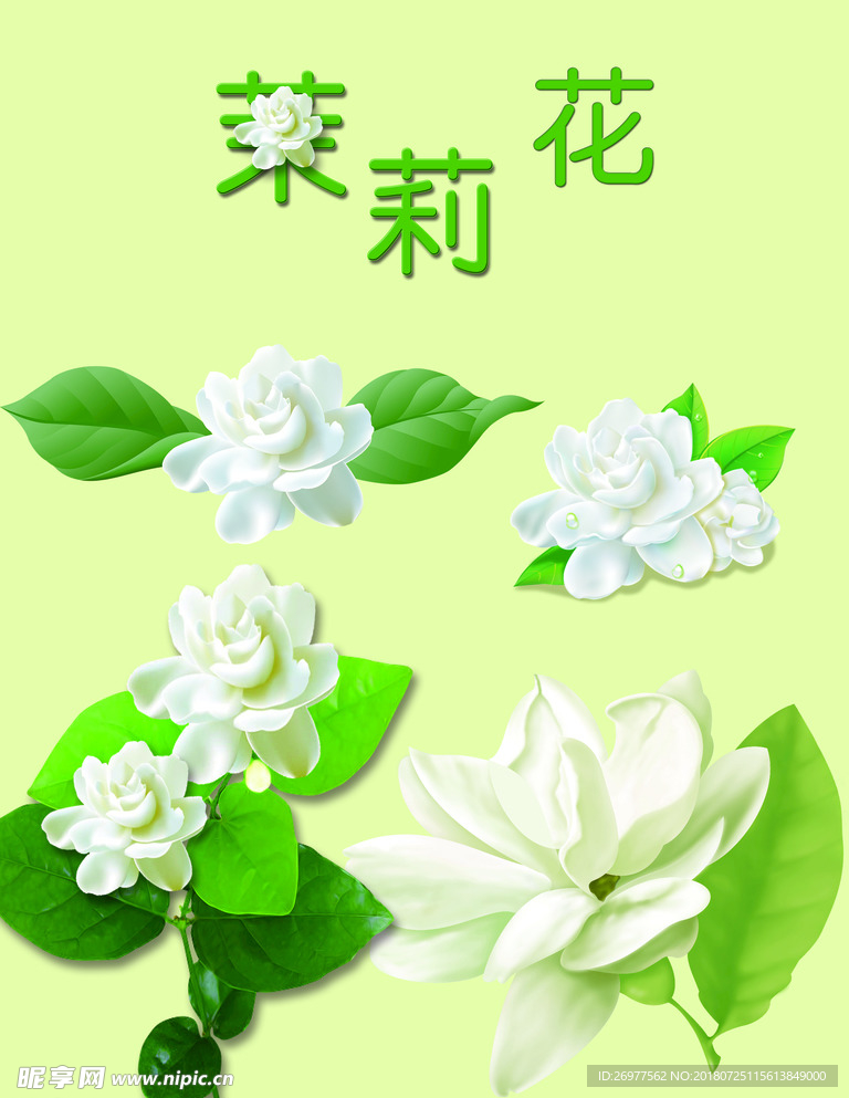 莉莉花
