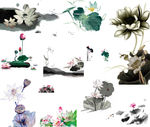 免扣荷花png