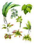 热带植物png素材