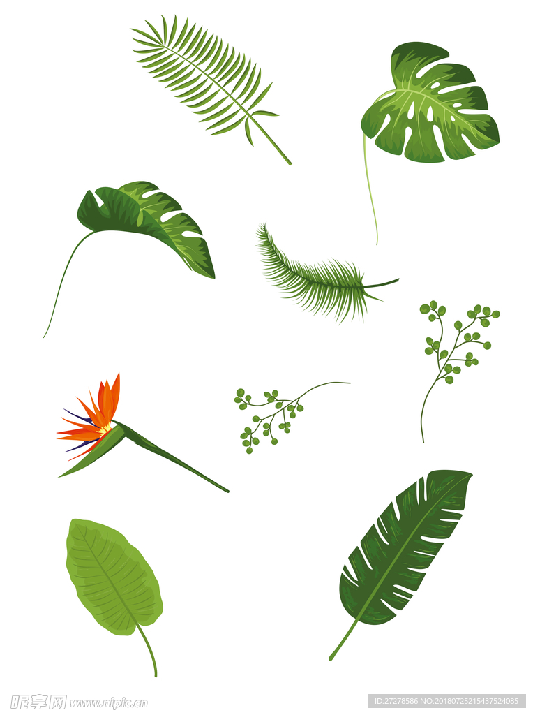 热带植物png素材