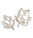 枫叶图片