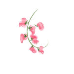 绿植图片
