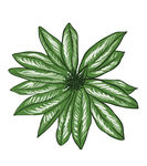 花草树木图片