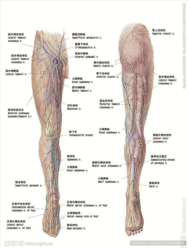 腿部静脉解剖图