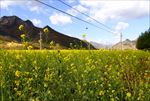 贺兰山油菜花
