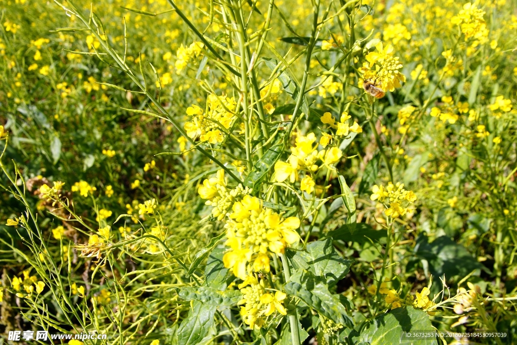 油菜花