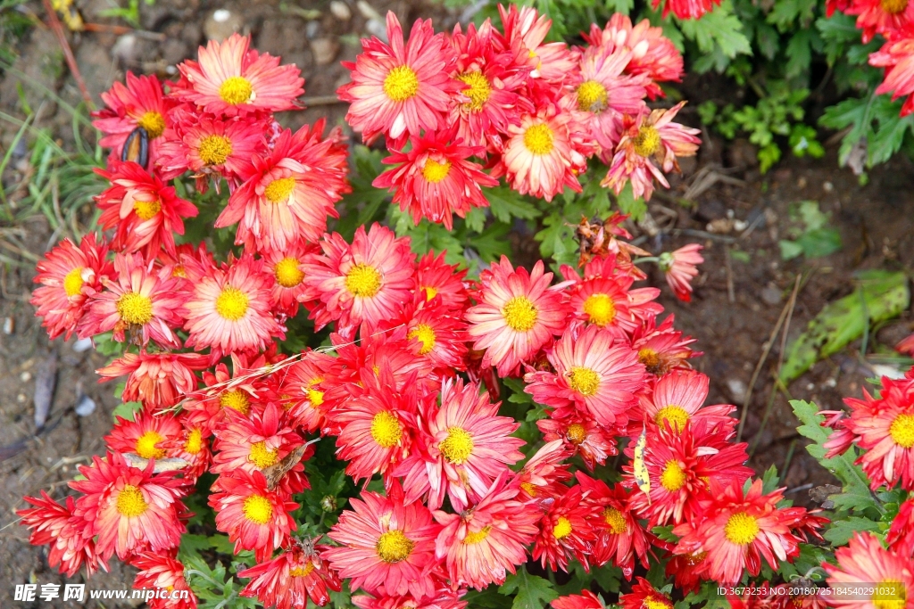 红菊花