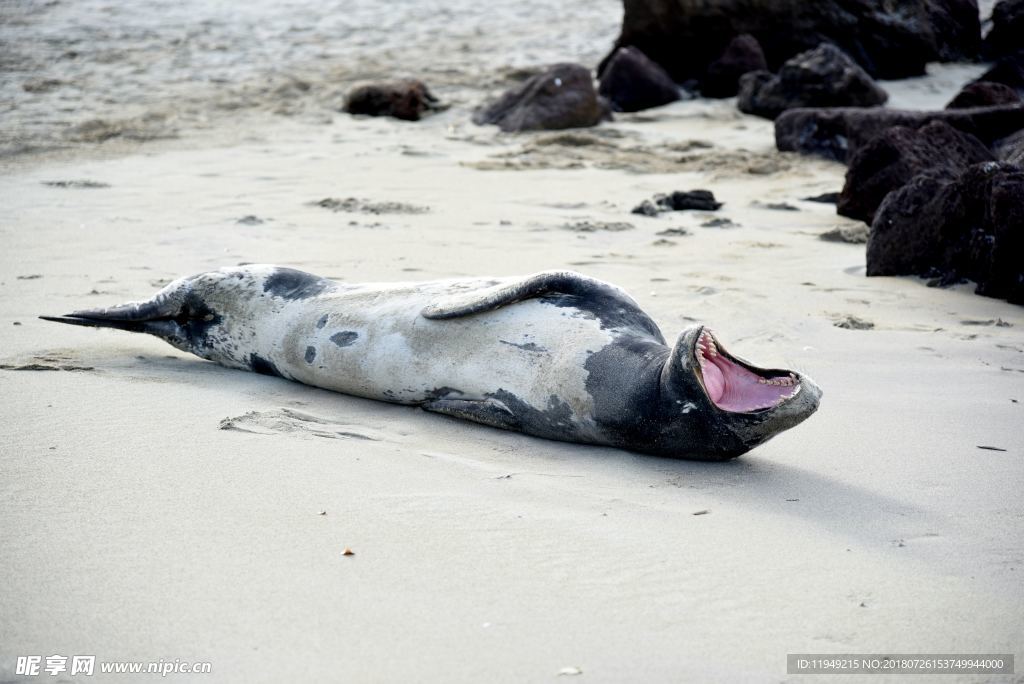 海狮