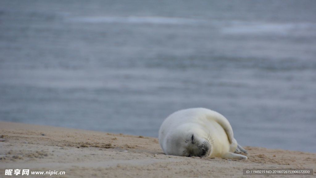 海狮
