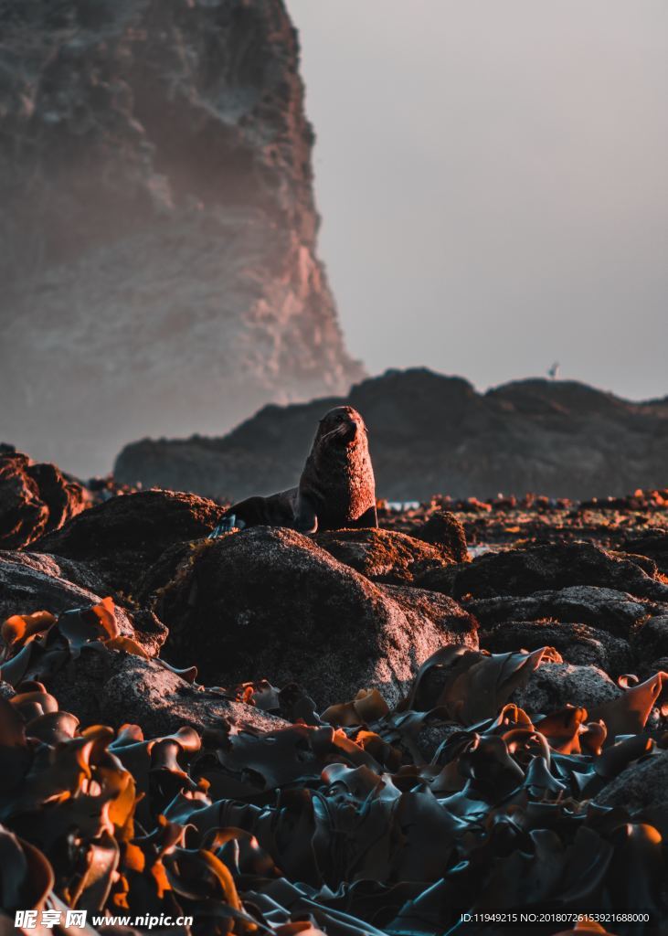海师