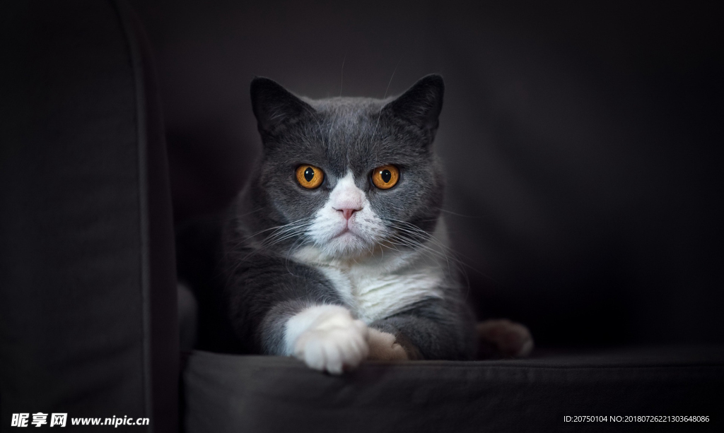 猫