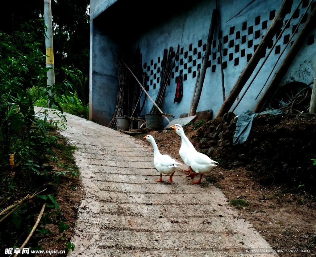 白鹅 鹅 农村 家禽 饲养