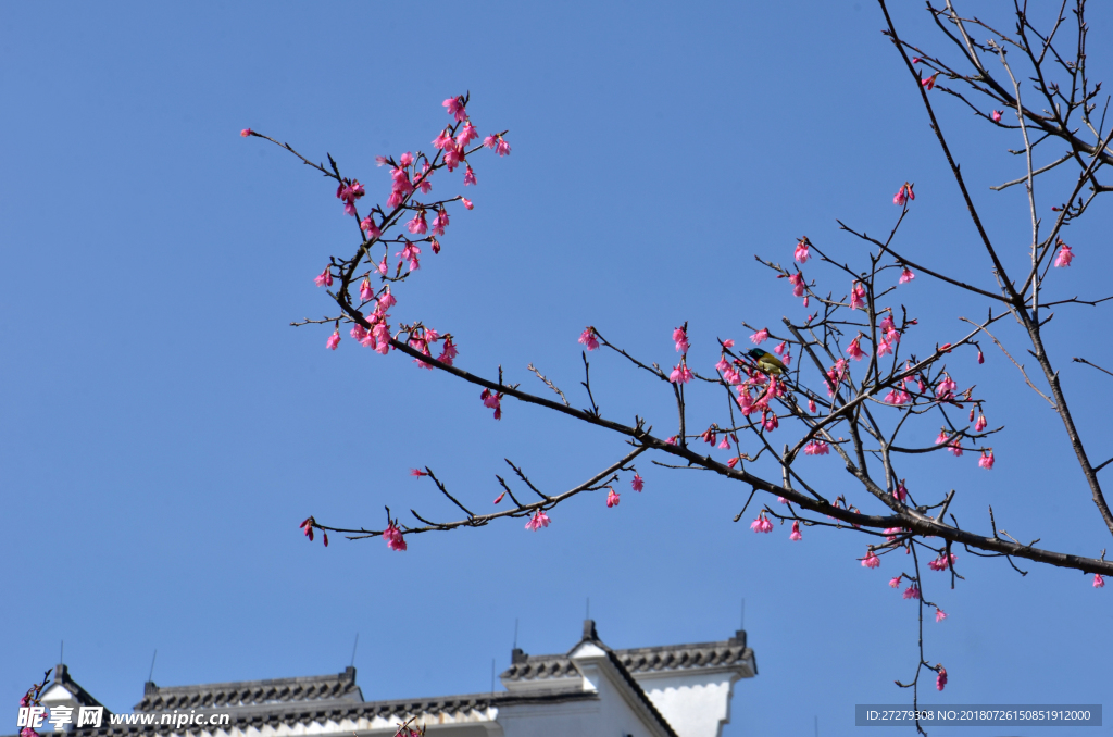 樱花