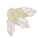 矢量花图片