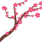梅花图片