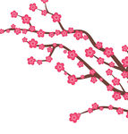 梅花图片