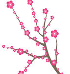 梅花图片