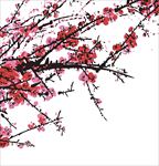 梅花图片