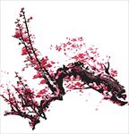 梅花图片