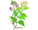 断肠草矢量图