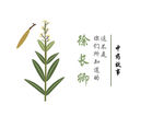徐长卿 矢量图