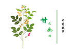 甘草矢量图