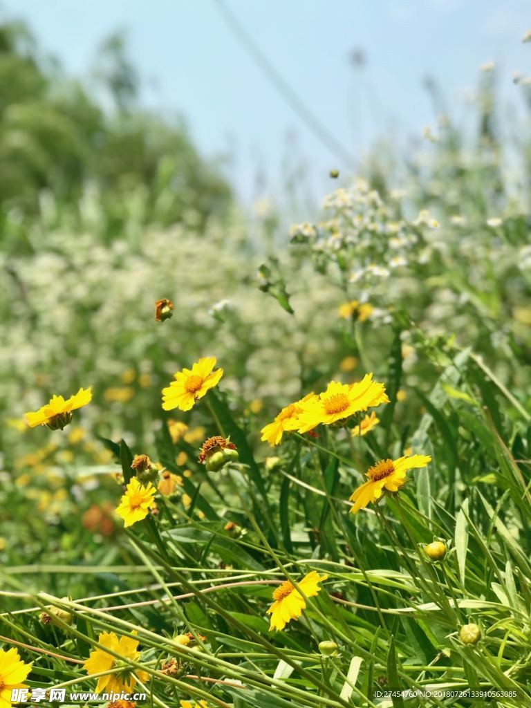 野草