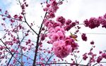 梅花